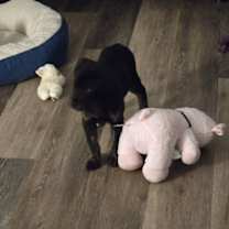 Thumbnail photo of Reese #3