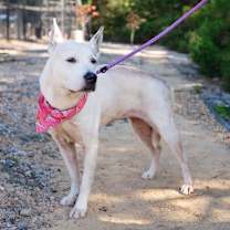 Thumbnail photo of Toriyama #1