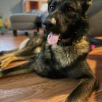 Thumbnail photo of Sable #2