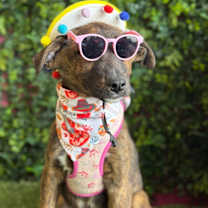 Thumbnail photo of Ely #4