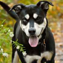 Thumbnail photo of Midas~24/25-0168 #3