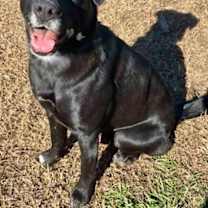 Thumbnail photo of Mojo(HW+) #2