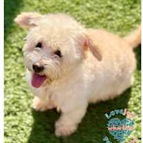 Thumbnail photo of Georgia COH #1