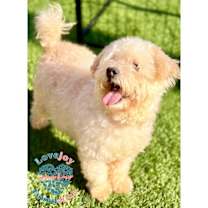 Thumbnail photo of Georgia COH #3