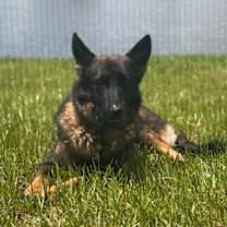 Thumbnail photo of Sable #4