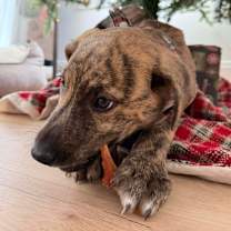 Thumbnail photo of 956 (2025) #2