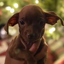 Thumbnail photo of Cherry (2) #2