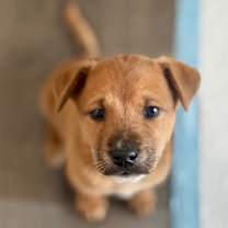 Thumbnail photo of Otis #1