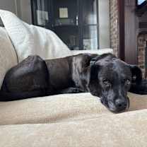 Thumbnail photo of Grimes #1