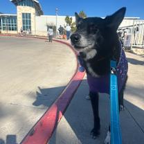 Thumbnail photo of SCOUT #4