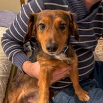 Thumbnail photo of Buck *adoption pending* #1