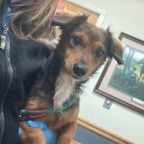 Thumbnail photo of Buck *adoption pending* #2