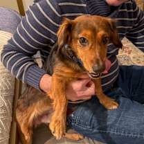 Thumbnail photo of Buck *adoption pending* #3