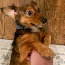 Thumbnail photo of Buck *adoption pending* #4