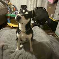 Thumbnail photo of Boba #1