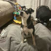 Thumbnail photo of Boba #3