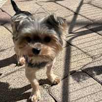 Thumbnail photo of Princeton #3