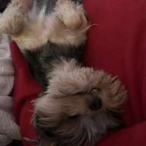 Thumbnail photo of Princeton #4