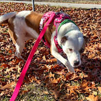 Thumbnail photo of Skye #2