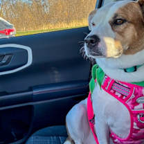 Thumbnail photo of Skye #3