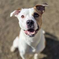 Thumbnail photo of Skye #4