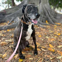 Thumbnail photo of Prince #3