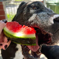 Thumbnail photo of Prince #4