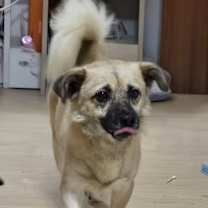 Thumbnail photo of Jjajang (J) #1