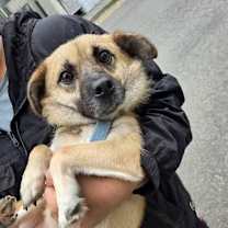 Thumbnail photo of Jjajang (J) #2