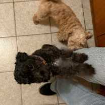 Thumbnail photo of Sasha (bonded pair) #2