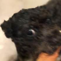 Thumbnail photo of Sasha (bonded pair) #3