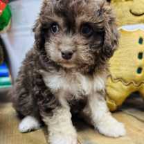 Thumbnail photo of Dolce #1