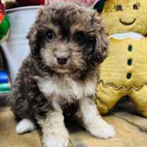 Thumbnail photo of Dolce #2