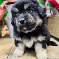 Thumbnail photo of Mocha #1