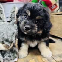 Thumbnail photo of Mocha #2