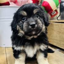 Thumbnail photo of Mocha #3