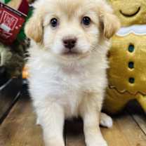 Thumbnail photo of Cinnamon #2