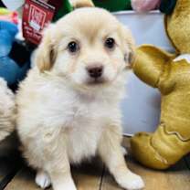 Thumbnail photo of Cinnamon #4