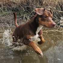 Thumbnail photo of Moose #2