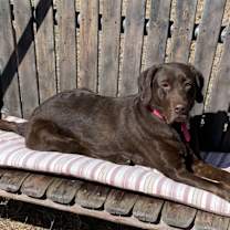 Thumbnail photo of Molly #1