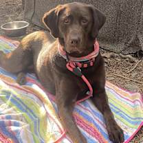 Thumbnail photo of Molly #2