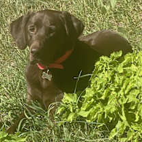 Thumbnail photo of Molly #3