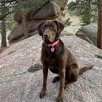 Thumbnail photo of Molly #4