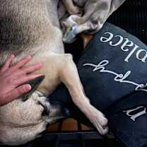 Thumbnail photo of Maple #4