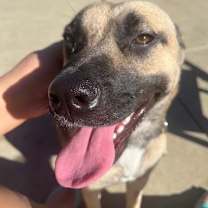 Thumbnail photo of Maple #1