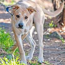 Thumbnail photo of Duke #1