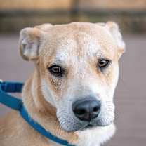 Thumbnail photo of Duke #3