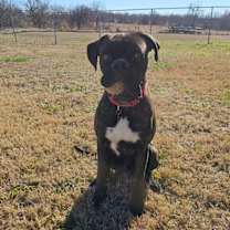 Thumbnail photo of Augustus McKray #2