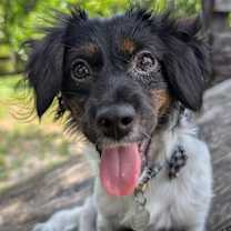 Thumbnail photo of Peppermint Pattie #1