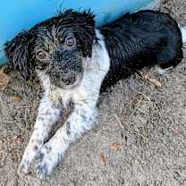 Thumbnail photo of Peppermint Pattie #2